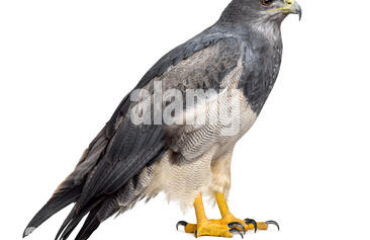 chilean-blue-eagle-geranoaetus-melanoleucus-17-years-old-in-front-g5j7x7.jpg